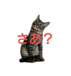 6にゃんにゃんず（個別スタンプ：14）
