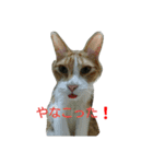 6にゃんにゃんず（個別スタンプ：15）