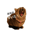 6にゃんにゃんず（個別スタンプ：16）