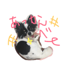 チワワのビィくん（個別スタンプ：1）