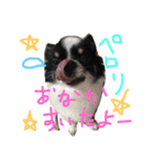 チワワのビィくん（個別スタンプ：3）