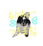 チワワのビィくん（個別スタンプ：4）