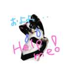 チワワのビィくん（個別スタンプ：6）