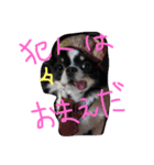 チワワのビィくん（個別スタンプ：7）