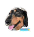 犬のチロル（個別スタンプ：1）