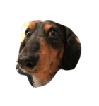 犬のチロル（個別スタンプ：2）