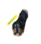 犬のチロル（個別スタンプ：3）