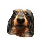 犬のチロル（個別スタンプ：4）