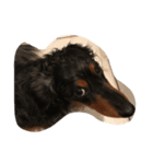 犬のチロル（個別スタンプ：5）