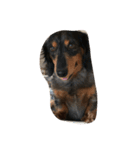 犬のチロル（個別スタンプ：7）