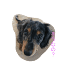 犬のチロル（個別スタンプ：8）