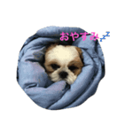 SOL君-1（個別スタンプ：1）
