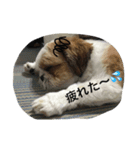 SOL君-1（個別スタンプ：4）