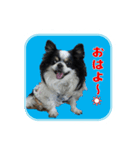 まんまるチワワ達（個別スタンプ：1）