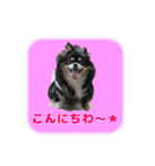 まんまるチワワ達（個別スタンプ：2）