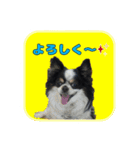 まんまるチワワ達（個別スタンプ：3）