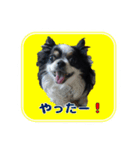 まんまるチワワ達（個別スタンプ：4）