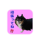 まんまるチワワ達（個別スタンプ：6）
