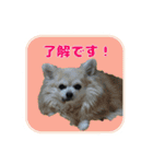 まんまるチワワ達（個別スタンプ：7）
