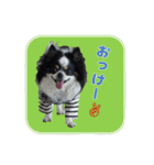 まんまるチワワ達（個別スタンプ：8）