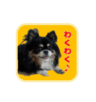まんまるチワワ達（個別スタンプ：9）
