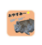 まんまるチワワ達（個別スタンプ：11）