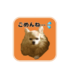 まんまるチワワ達（個別スタンプ：12）