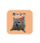 まんまるチワワ達（個別スタンプ：14）
