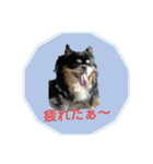 まんまるチワワ達（個別スタンプ：16）