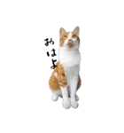 茶白とら猫（個別スタンプ：1）
