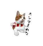 茶白とら猫（個別スタンプ：2）