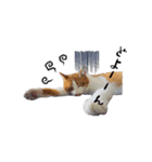 茶白とら猫（個別スタンプ：3）