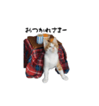 茶白とら猫（個別スタンプ：5）