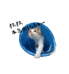 茶白とら猫（個別スタンプ：7）
