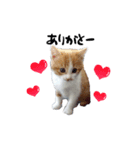 茶白とら猫（個別スタンプ：8）