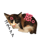 にゃんんんコず（個別スタンプ：4）