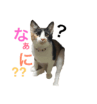 にゃんんんコず（個別スタンプ：7）