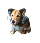 岡部と申します（個別スタンプ：5）