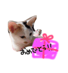 わんにゃん♡2（個別スタンプ：6）