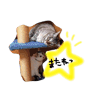 わんにゃん♡2（個別スタンプ：11）