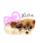 わんにゃん♡2（個別スタンプ：25）