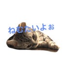 いぬねこずスタンプ（個別スタンプ：1）