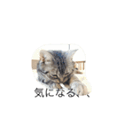 いぬねこずスタンプ（個別スタンプ：4）