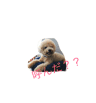 いぬねこずスタンプ（個別スタンプ：6）