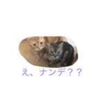 いぬねこずスタンプ（個別スタンプ：7）