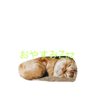 いぬねこずスタンプ（個別スタンプ：8）