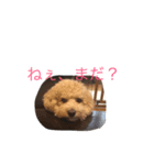 いぬねこずスタンプ（個別スタンプ：9）