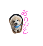 いぬねこずスタンプ（個別スタンプ：12）