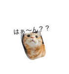 いぬねこずスタンプ（個別スタンプ：13）
