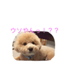 いぬねこずスタンプ（個別スタンプ：15）